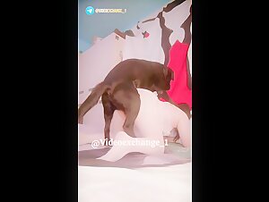 Homemade dog video