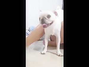 Beastiality