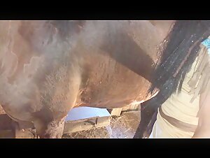 Indian nughts sex horse