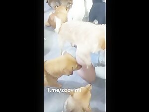 amateur chinese woman dog sex party